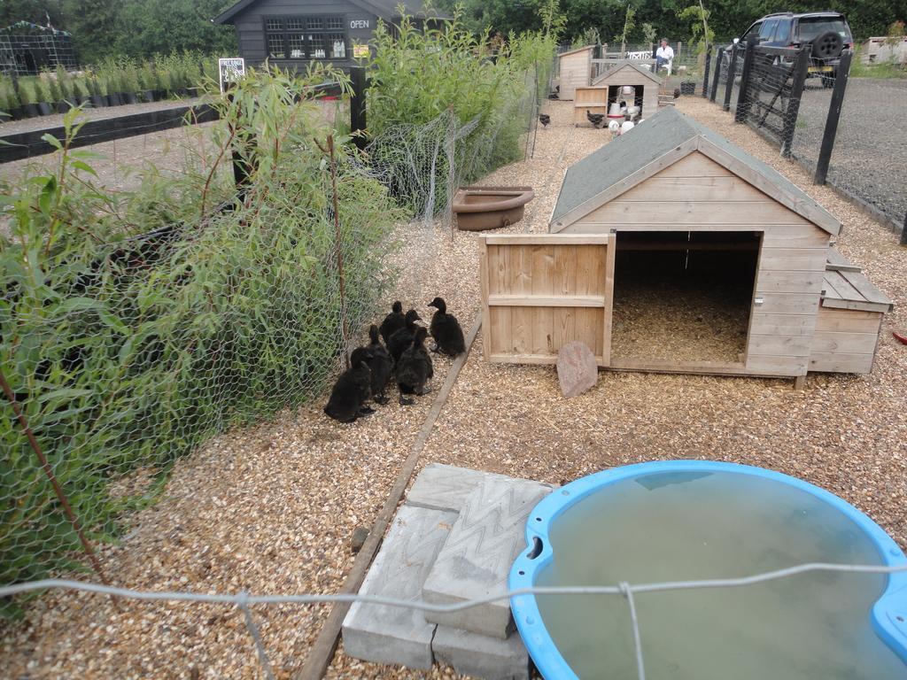 Willow Court Farm Studio East & Petting Farm, 8 Mins To Legoland & Windsor, 15 Mins To Lapland Uk Dış mekan fotoğraf