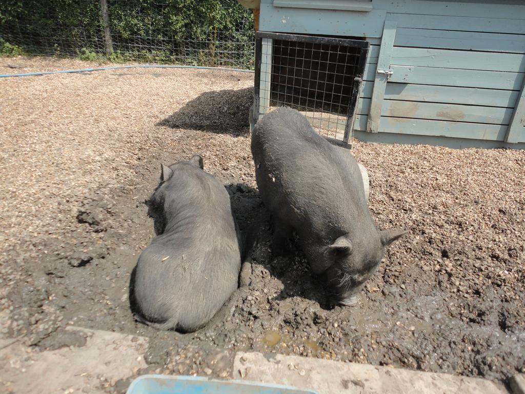 Willow Court Farm Studio East & Petting Farm, 8 Mins To Legoland & Windsor, 15 Mins To Lapland Uk Dış mekan fotoğraf