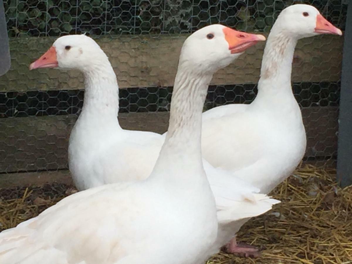 Willow Court Farm Studio East & Petting Farm, 8 Mins To Legoland & Windsor, 15 Mins To Lapland Uk Dış mekan fotoğraf