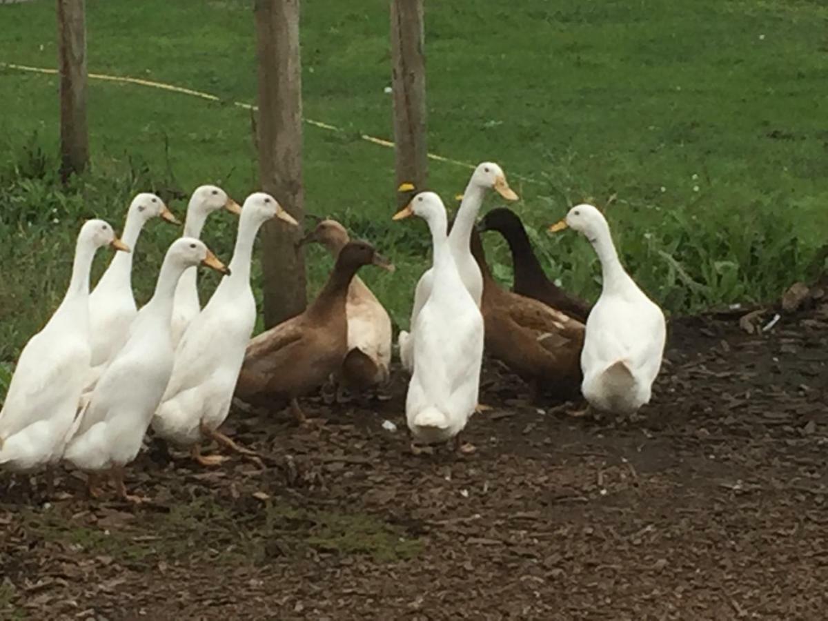 Willow Court Farm Studio East & Petting Farm, 8 Mins To Legoland & Windsor, 15 Mins To Lapland Uk Dış mekan fotoğraf