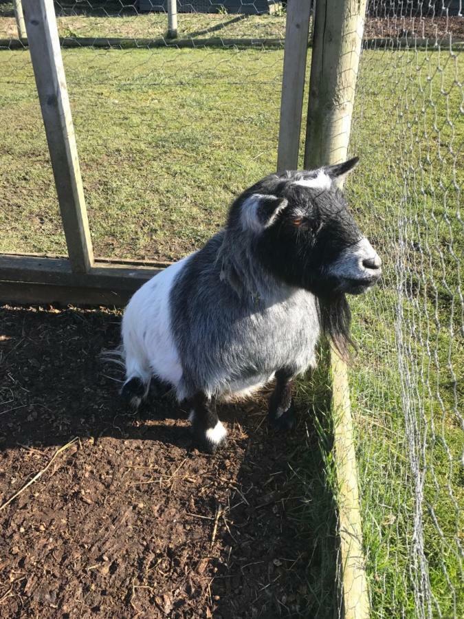 Willow Court Farm Studio East & Petting Farm, 8 Mins To Legoland & Windsor, 15 Mins To Lapland Uk Dış mekan fotoğraf