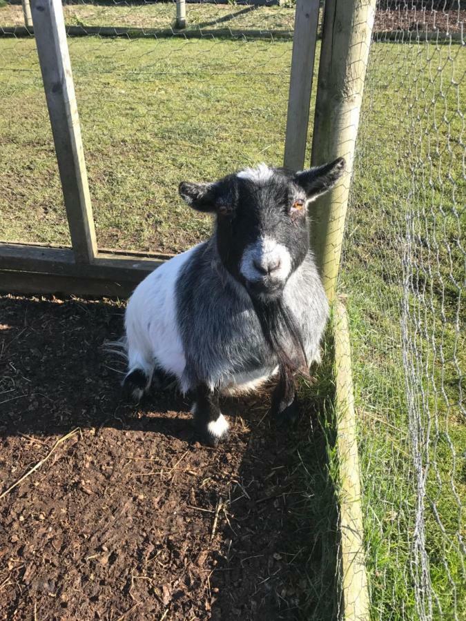 Willow Court Farm Studio East & Petting Farm, 8 Mins To Legoland & Windsor, 15 Mins To Lapland Uk Dış mekan fotoğraf