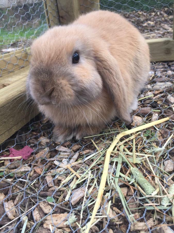 Willow Court Farm Studio East & Petting Farm, 8 Mins To Legoland & Windsor, 15 Mins To Lapland Uk Dış mekan fotoğraf